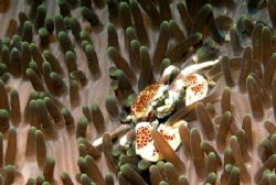 A very angry looking crab! by Chris Wildblood 